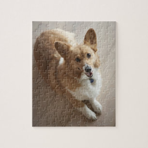 Walesisk Pembrokecorgihund som ljuger på det wood Pussel