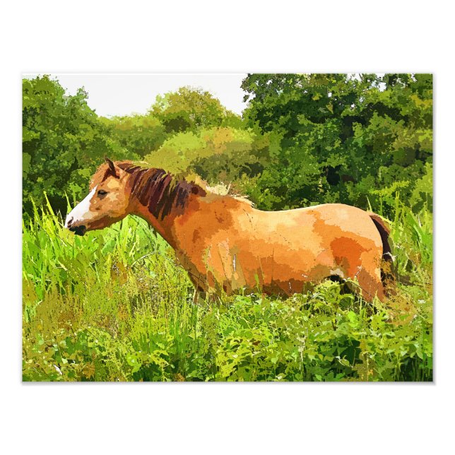 WALESISK PONNY FOTOTRYCK (Framsidan)
