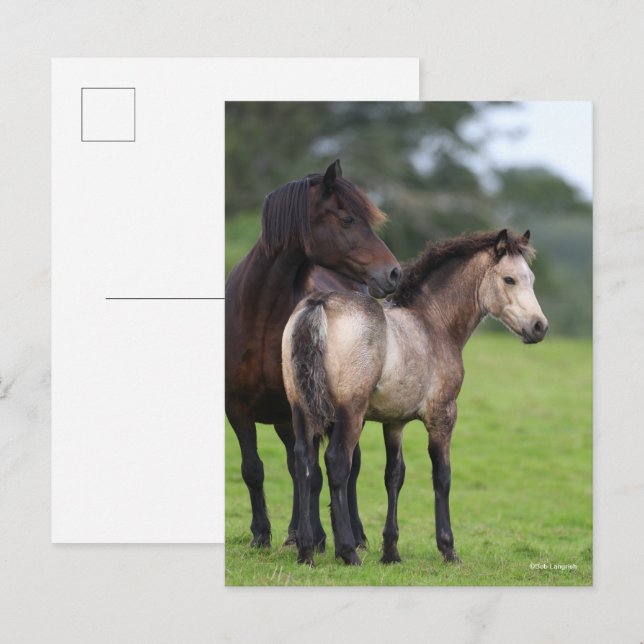 Walesisk Section D Sto och Föl Stående Vykort (Fram/baksida)