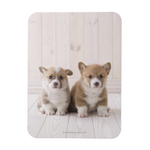 Walesisk sitta för Corgi två Magnet