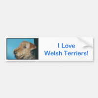 Walesisk Terrier