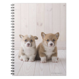 Walesiska Corgivalpar Anteckningsbok Med Spiral