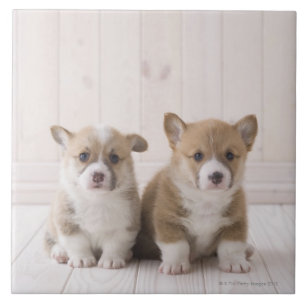 Walesiska Corgivalpar Kakelplatta