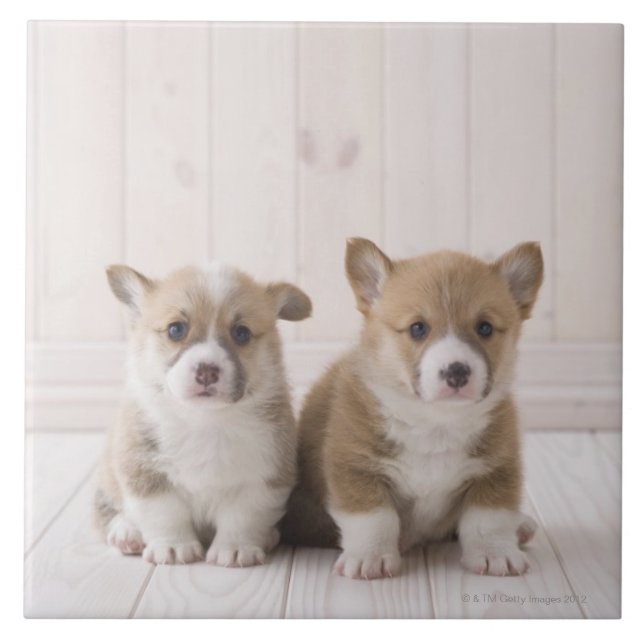Walesiska Corgivalpar Kakelplatta (Framsidan)