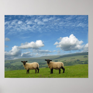 Walesiska Lambs Poster