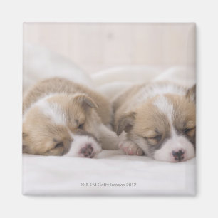 Walesiskt sova för Corgi två Magnet