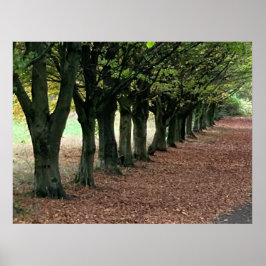 Walk i skogen poster