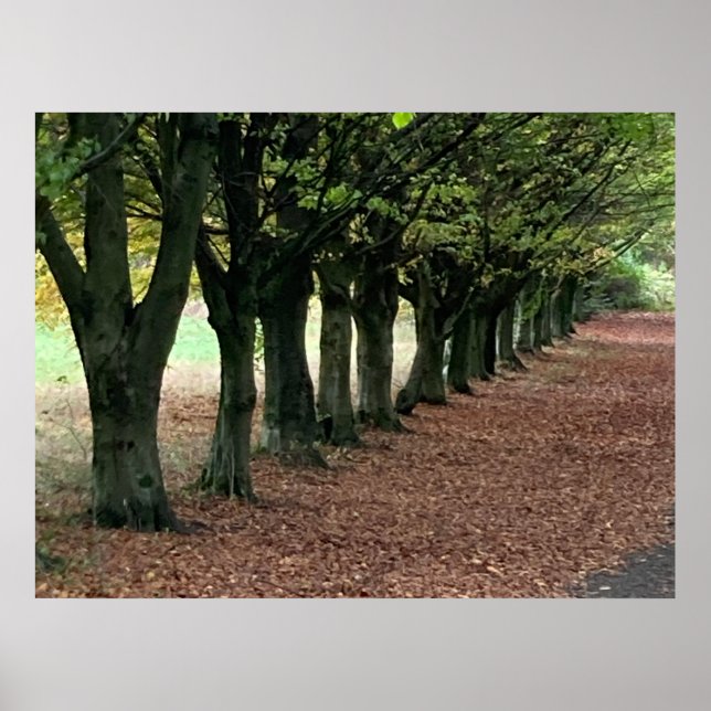 Walk i skogen poster (Framsidan)