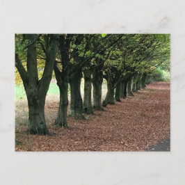 Walk i skogen vykort