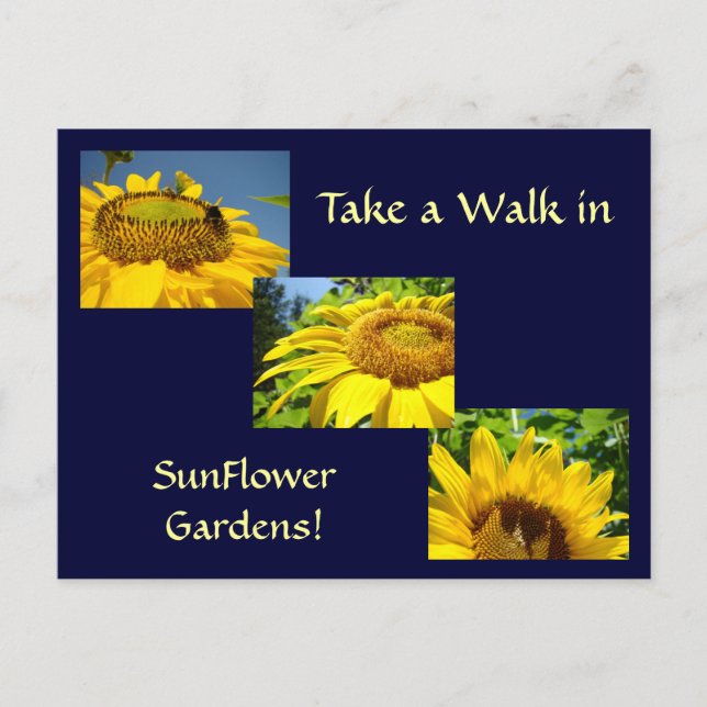 Walk in Solros Gardens Post Cards Sol Flowers Vykort (Framsida)