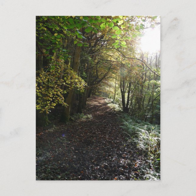 "Walk on a Woodland Väg" Northumberland Vykort (Framsida)