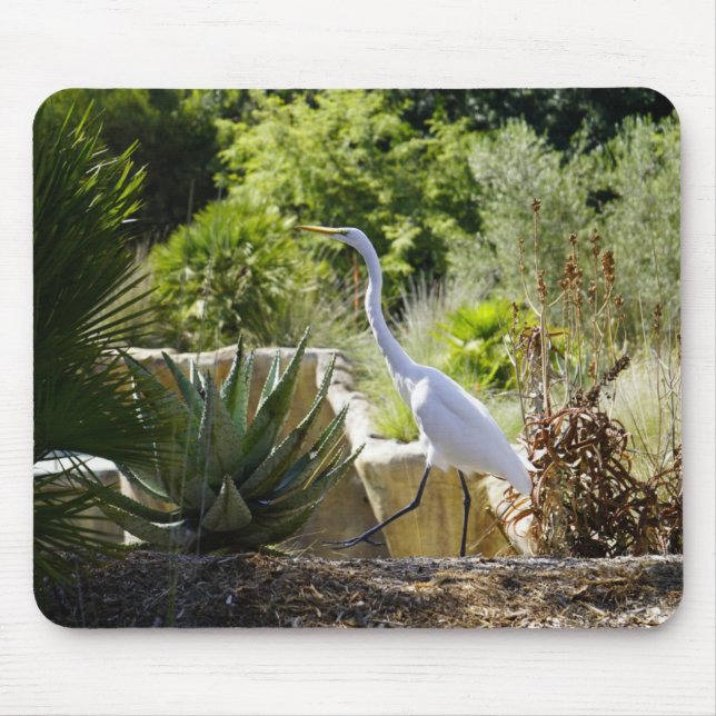 Walk on By (Great Egret) Musmatta (Framsidan)
