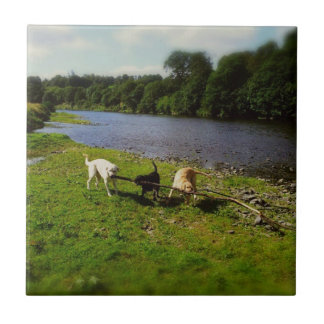Walkies Kakelplatta