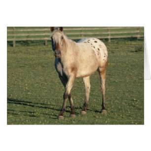 Walking Appaloosa Hälsningskort