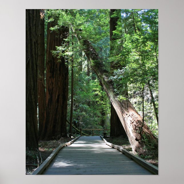"Walking between Giants", Muir Skogen Poster (Framsidan)