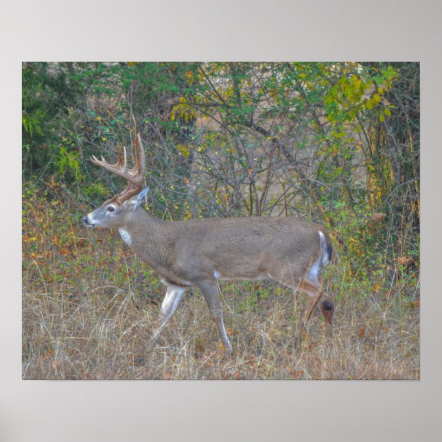 Walking Big Buck Hjort i Texas Poster (Framsidan)