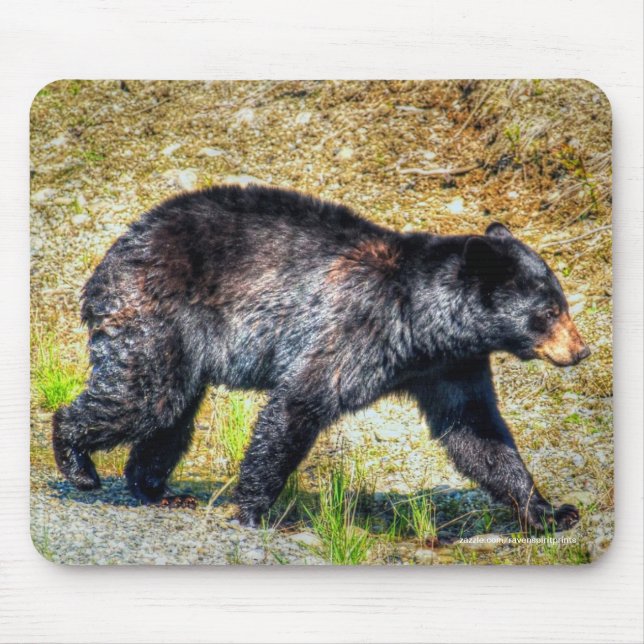Walking Black Bear Wildlife Photo Art Musmatta (Framsidan)