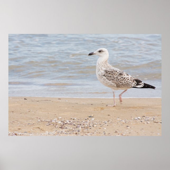 Walking gull poster (Framsidan)