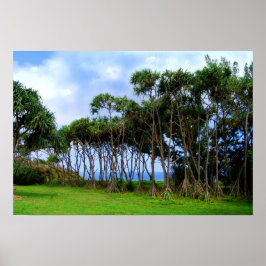 Walking Handflatan Träd i Hawaii Poster