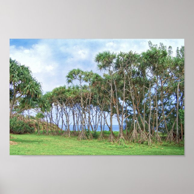 Walking Handflatan Träd i Hawaii Poster (Framsidan)