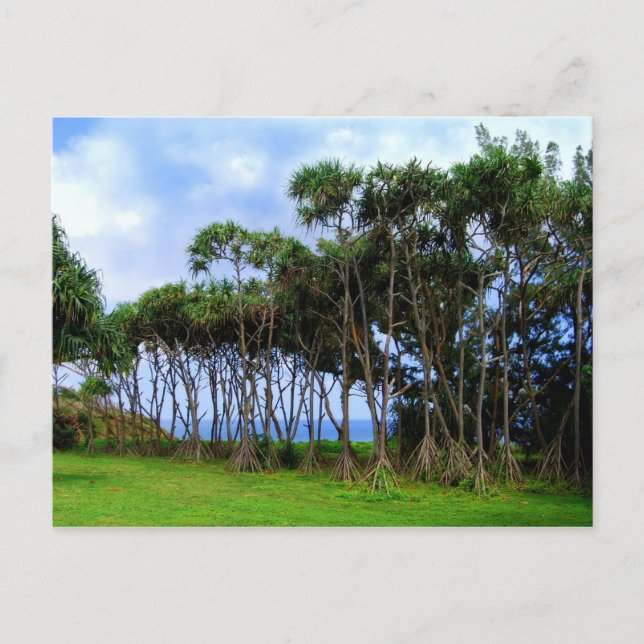 Walking Handflatan Träd i Hawaii Vykort (Framsida)