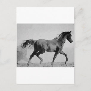 Walking Horse Black & White Vykort