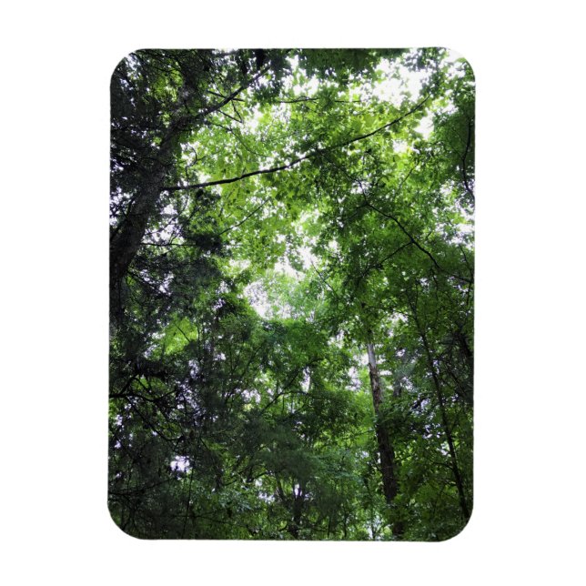 Walking in the Forest, Chester, South Carolina Can Magnet (Vertikal)