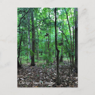 Walking in the Forest, Chester, South Carolina Can Vykort