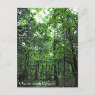 Walking in the Forest, Chester, South Carolina Can Vykort