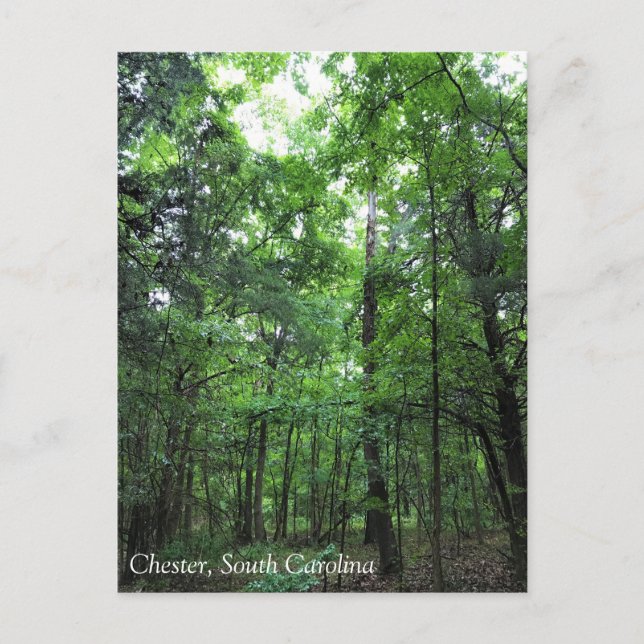 Walking in the Forest, Chester, South Carolina Can Vykort (Framsida)