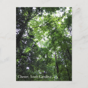 Walking in the Forest, Chester, South Carolina Can Vykort