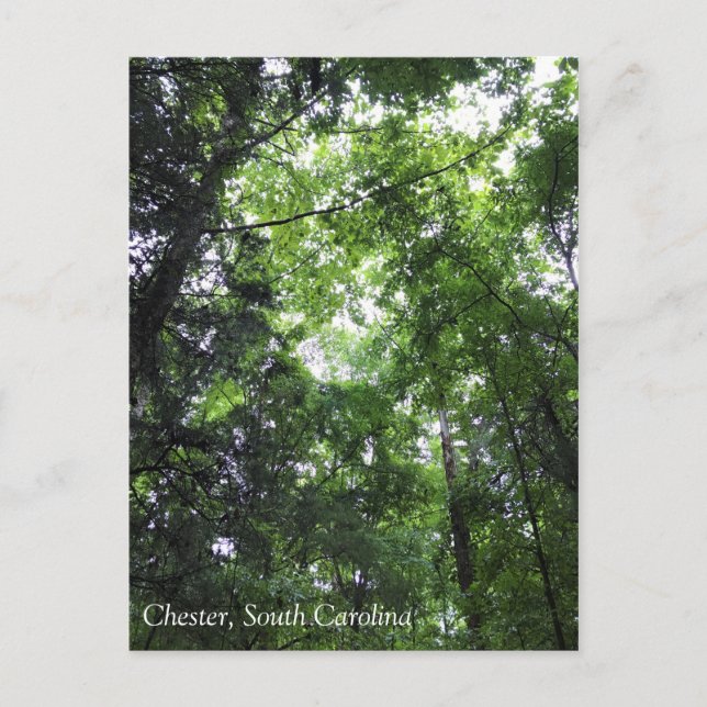 Walking in the Forest, Chester, South Carolina Can Vykort (Framsida)