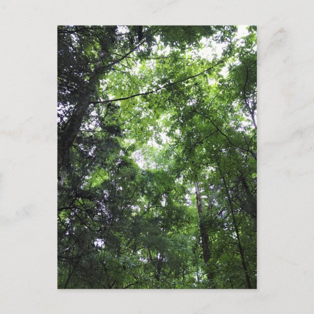 Walking in the Forest, Chester, South Carolina Can Vykort (Framsida)
