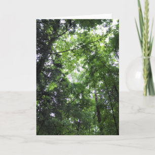 Walking in the Forest, Chester, South Carolina Kort