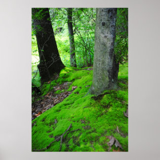 Walking in the Nimisilla skogen with träd Poster