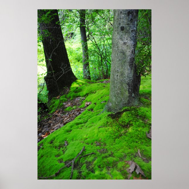 Walking in the Nimisilla skogen with träd Poster (Framsidan)