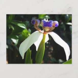 "Walking Iris 2." Vykort