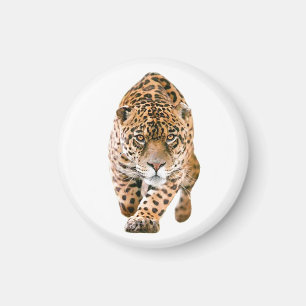 Walking Jaguar Öga Magnet
