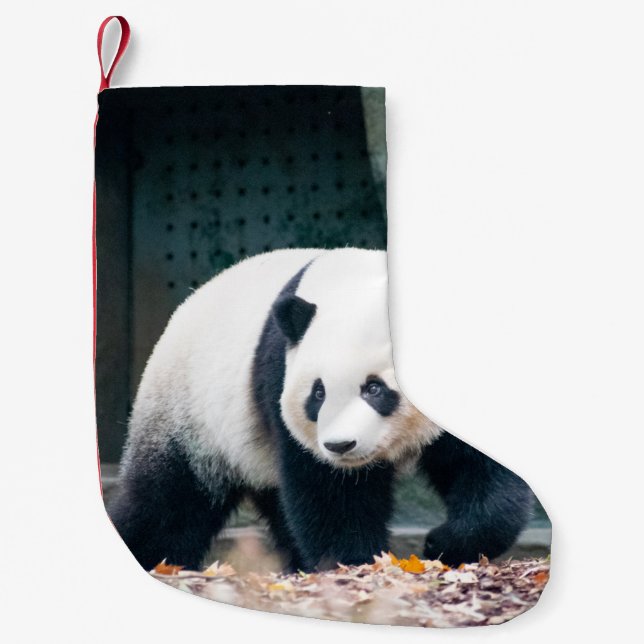 WALKING PANDA FRONT OF CONCRETE BYGGNAD LITEN JULSTRUMPA (Framsidan)