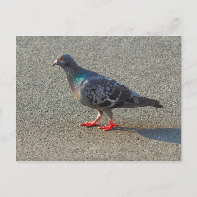 Walking Pigeon Vykort (Framsida)