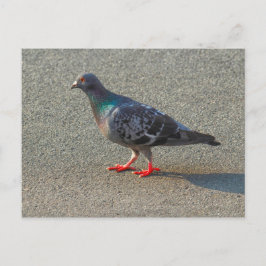 Walking Pigeon Vykort