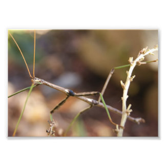 Walking Stick Kryp 7 x 5 fotoutskrift Fototryck