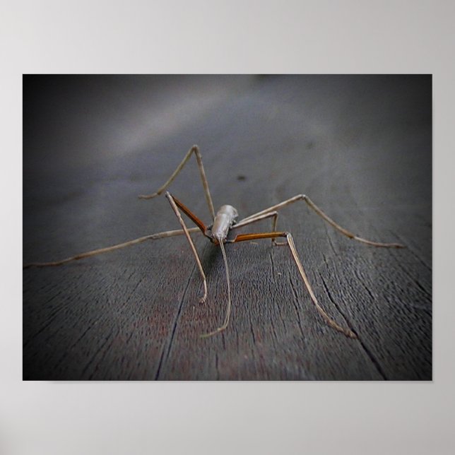 Walking Stick Poster (Framsidan)