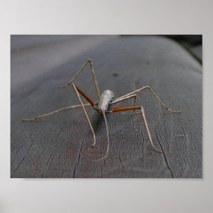 Walking Stick Print/Poster Poster