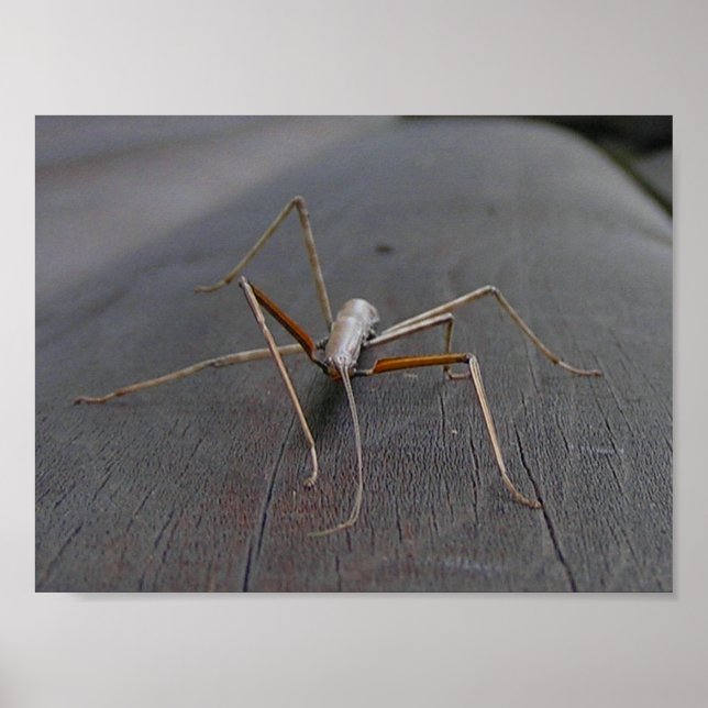 Walking Stick Print/Poster Poster (Framsidan)