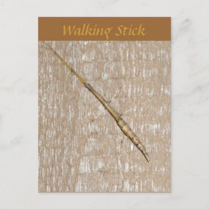 Walking Stick-vykort Vykort