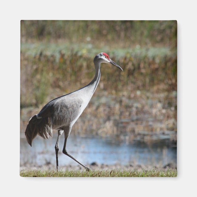 Walking Tall- Sandhill Crane Magnet (Framsidan)