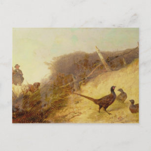 Walking up Pheasants on the 1st Oktober (se t. ex. Vykort