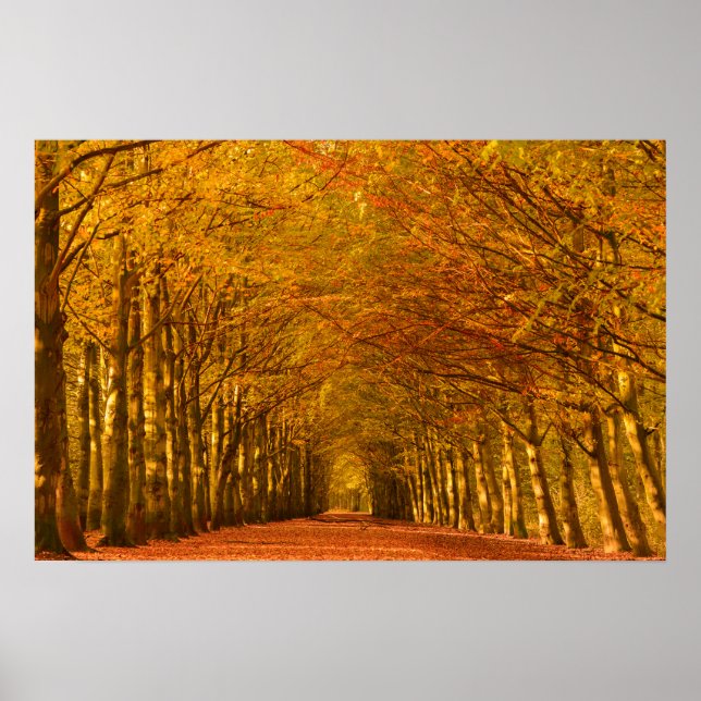Walking väg genom skogen under hösten poster (Framsidan)