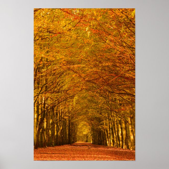 Walking väg genom skogen under hösten poster (Framsidan)